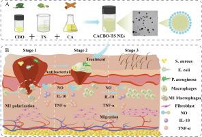 Green preparation of nanoemulsion of Cinnamomum burmanni (Nees et T.Nees) blume essential oil loaded with cinnamaldehyde and evaluation of its antibacterial, anti-inflammatory, antioxidant and wound healing activities