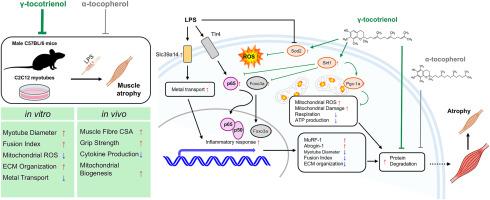 γ-Tocotrienol attenuates oxidative stress and preserves mitochondrial function in inflammation-induced muscle atrophy