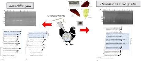 Molecular evidence of Histomonas meleagridis in Ascaridia galli from chickens in Thailand: Possibility of transmission pathways