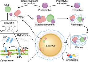 Esculetin mitigates MRSA pathogenicity via innovative multitarget inhibition of staphylococcus aureus sortase a, coagulase, and von Willebrand factor-binding protein
