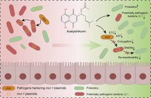 Acetylshikonin regulates the gut microbiota and inhibits the horizontal transmission of colistin-resistant plasmids