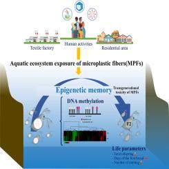 Microplastic fiber-induced transgenerational epigenetic disruption impairs fitness in Daphnia magna