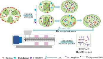 Synergistic effects of pullulanase and α-amylase on starch-glyceryl monostearate interactions and digestibility in extruded rice flour