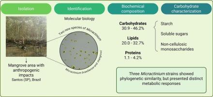 Unveiling metabolic diversity through phylogenetic analysis and carbohydrate composition of microalgae isolated from mangroves in Brazil