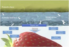 Bilayer Bifidobacterium animalis/xylooligosaccharides film enables long-term maintenance of probiotics activity and prolongs strawberry shelf life