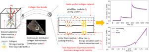 Microstructure-informed hyper-viscoelastic model capturing soft tissue tensile behavior across large deformations