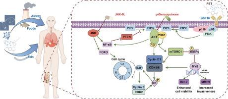 Assessing the mechanism of osteosarcoma induced by long-term PET exposure: prediction from combined network toxicology, machine learning and molecular docking