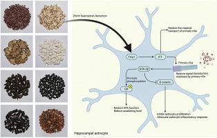 Zhichi Suanzaoren Decoction alleviates perimenopausal insomnia via restoring astrocytic primary cilia and modulating Wnt/GSK-3β/GR signaling axis