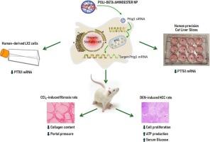 Polymeric nanoparticles for liver-targeted pituitary tumor-transforming gene 1 silencing in rats with chronic liver disease