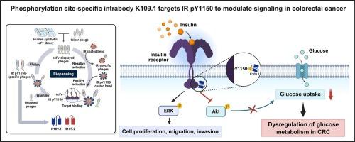 Intrabody targeting of insulin receptor pY1150: A novel approach to modulate signaling pathways in colorectal cancer cells