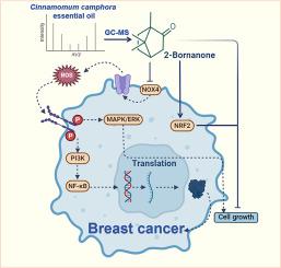 Anti-tumor effects of Cinnamomum camphora essential oil in breast cancer via NOX4 modulation by (+)-2-bornanone