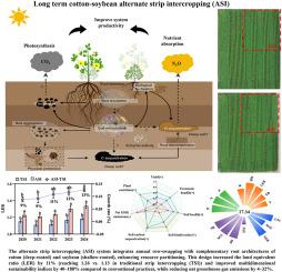 Spatiotemporal diversification enables sustainable cotton-soybean production with enhanced yield and reduced emissions