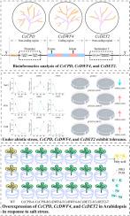 Brassinosteroid synthesis genes CcCPD/CcDWF4/CcDET2 in Carya cathayensis enhance resilience to salt stress through multi-faceted regulatory mechanisms