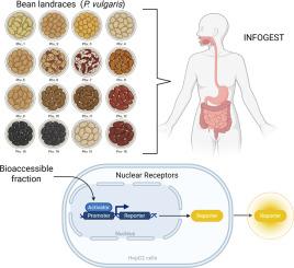 Bioaccessible compounds from bean (Phaseolus vulgaris L.) landraces activate PPARγ in transiently transfected HepG2 cells