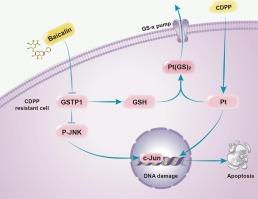 Chemoproteomics-based profiling reveals the targeting molecular mechanism of reversal of cisplatin resistance by baicalin in head and neck squamous cell carcinoma