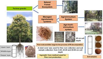 Variations in fine root dynamics of Tectona grandis among natural and managed systems of Central Himalaya, India