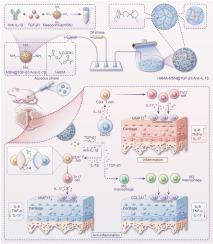 Harnessing the dual immunomodulatory function of myeloid-derived suppressor cells to reshape the inflammatory microenvironment for osteoarthritis therapy