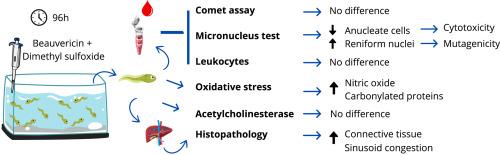 Experimental assessment of beauvericin toxicity in tadpoles of Dendropsophus minutus (Anura: Hylidae)