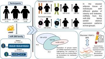 The miR-200 family in the context of obesity and type 2 diabetes