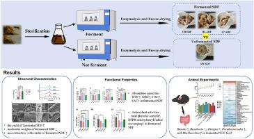 Fermented Sargassum hemiphyllum soluble dietary fiber exhibits enhanced bioactivity and gut microbiota regulation potential in C57BL/6 mice