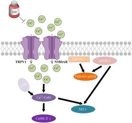 Exploring the neuroprotective mechanism of the Mongolian medicine ZSP against acute ischemic stroke from TRPV1/NMDAR-mediated excitotoxicity