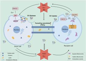 Brain rewired: Redox control of brain cell crosstalk via nanotubes and vesicles