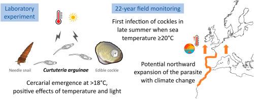 A small increase in temperature could rapidly expand the latitudinal range and pathogenicity of the marine trematode parasite Curtuteria arguinae