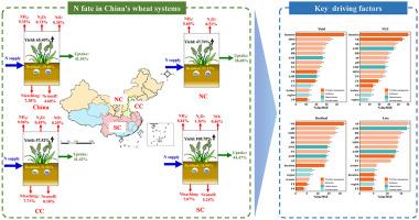 Spatial divergence of nitrogen fate in China's wheat systems: a meta-analysis and machine-learning roadmap for region-specific management