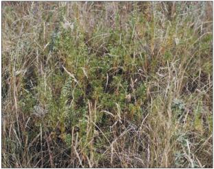 Ecological–Cenotic, Chemosystematic, and Pharmacognostic Features of Wormwood from the Species Artemisia Obtusiloba Ledeb. in Southern Siberia