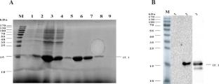 Comparative immunogenicity study of two different types of tuberculosis vaccines based on a heterologous boosting strategy