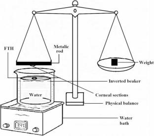 Optimized Transfersomal Hyaluronic Acid/Carboxymethyl Chitosan Hydrogel for Enhanced Ocular Delivery of Fluconazole in Fungal Keratitis
