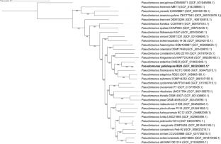 Pseudomonas gelidaquae sp. nov., an Antarctic bacterium with a distinctive Type III Secretion System, isolated from Fildes Bay, King George Island