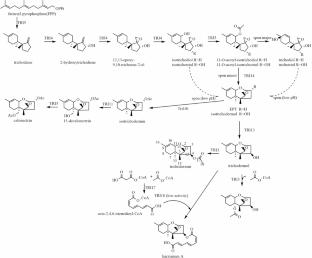 Recent progress in macrocyclic trichothecene research: structures, biosynthetic pathways, and biological activities