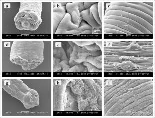 Anticestodial Efficacy and GC-MS Study of Evolvulus nummularius, a Traditionally Used Anthelmintic Plant of North–East India