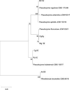 Oleaginous yeasts from Brazilian Cerrado for sustainable biodiesel production using crude glycerol