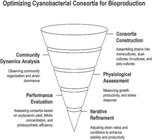 Creating a designer cyanobacterial ecosystem for the sustainable production of biomass rich in sun-protecting compounds: mycosporine-like amino acids and scytonemin