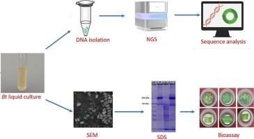 Genomic and toxicity analysis of Lepidopteran toxic novel Bacillus thuringiensis strain T407