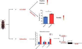 The AMPK-FOXO signaling regulates the transcriptional response of 4EBP to pesticide stress in Tribolium castaneum