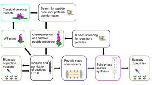 Discovery and Identification of Plant Regulatory Peptides