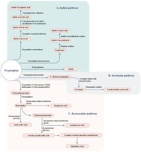 Oral Indole-3-acetate Supplementation Increases the Abundance of Bifidobacterium pseudolongum and Akkermansia muciniphila in the Intestine of Mice on a High-Fat Diet