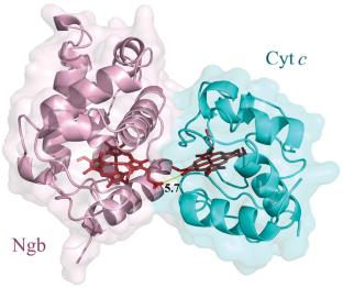 Development of a Bacterial Expression System for Producing 15N/13C-Labeled Neuroglobin and Cytochrome C