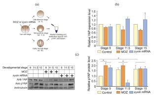 Cytoskeletal Regulator Zyxin Stimulates Nuclear Translocation of YAP in Xenopus laevis Embryonic Cells