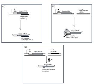 Small Noncoding RNAs are Global Regulators of Bacterial Life Cycle