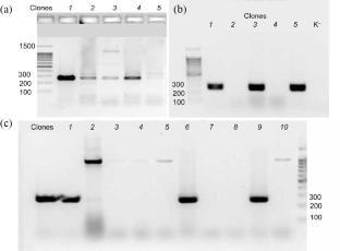 Effect of STK11 Mutation in the LLC1 Mouse Lewis Lung Anedonacrcinoma Line on Sensitivity to Particle Radiotherapy