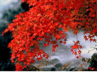 Rich Phenolic Structure of Flavone Glycosides and Feruloylquinic Acid: Evaluation of Their Bioactivity in the Natural Plant Acer palmatum var. amoenum