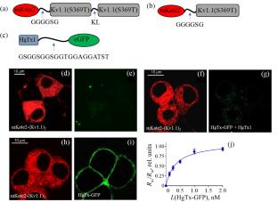Properties of Potassium Channel Kv1.1 on the Basis of Fluorescent Dimer of Alpha-Subunits mKATE2-Kv1.1-Kv1.1 in Neuro-2a Cells