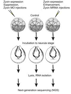 Transcriptome Analysis of Zyxin Cytoskeletal Protein Levels: Influence on Metabolism and Signaling Pathways in a Model of Xenopus laevis Embryos