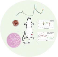 A continuous forensic spectral analysis study to identify antemortem and postmortem muscle contusions by chemometrics