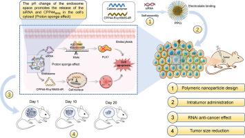 Tumor suppressor protein-inspired peptide for siRNA delivery and synergistic cancer therapy