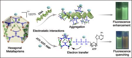 Tetraphenylethylene-based giant emissive hexagonal metallaprisms for biomolecule sensing